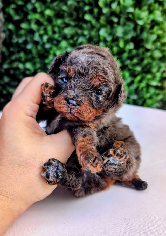 100% Genetically Cleared Toy Poodle Female media 6