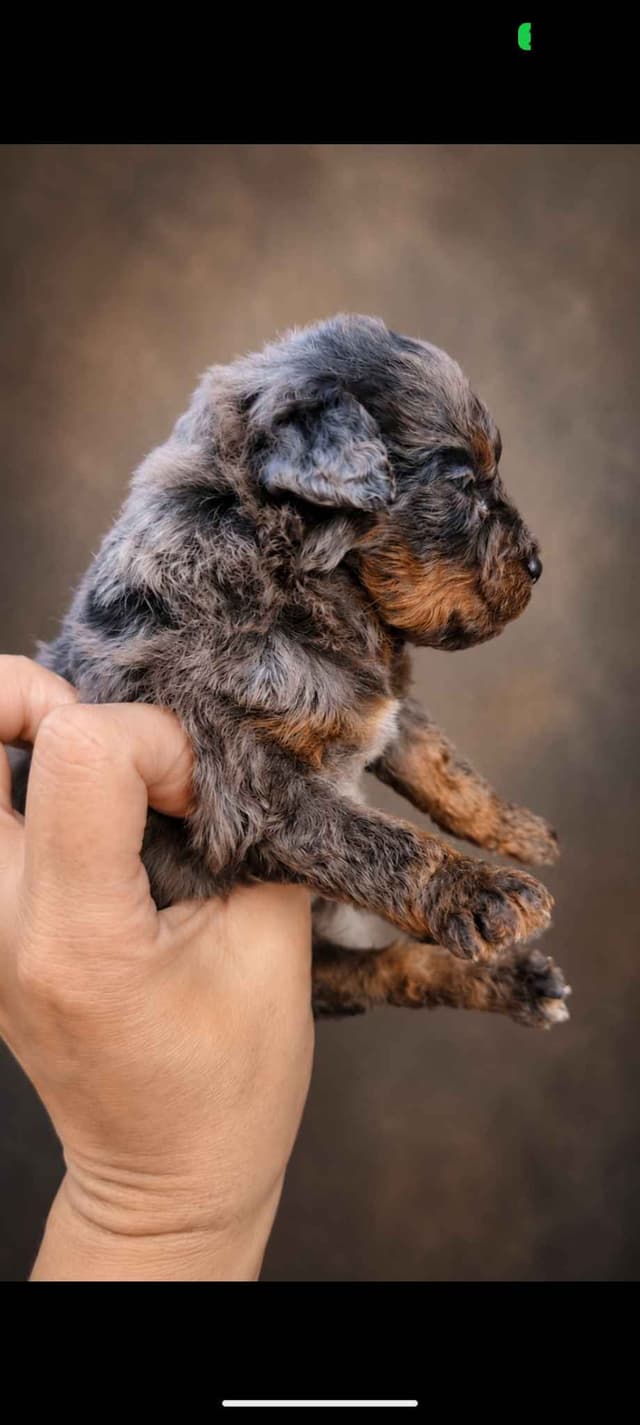 100% Genetically Cleared Toy Poodle Female media 7
