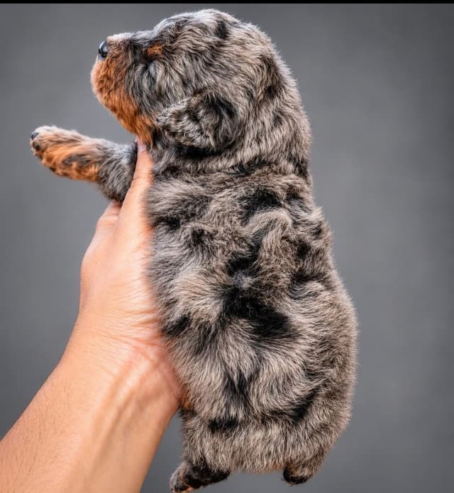 100% Genetically Cleared Toy Poodle Female media 8