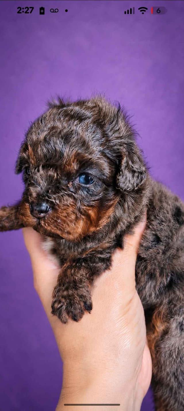 100% Genetically Cleared Toy Poodle Female media 9