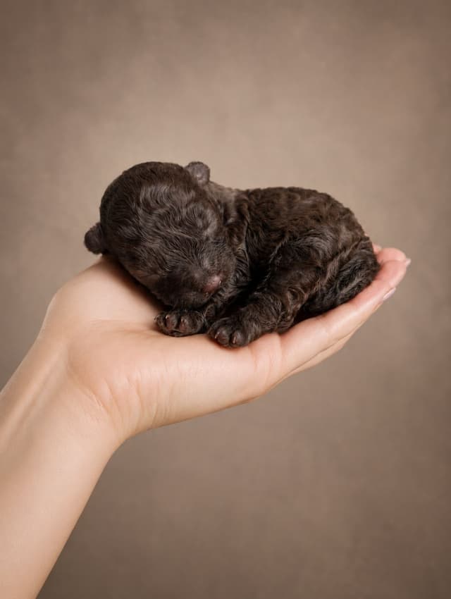 Poodle Puppies media 2
