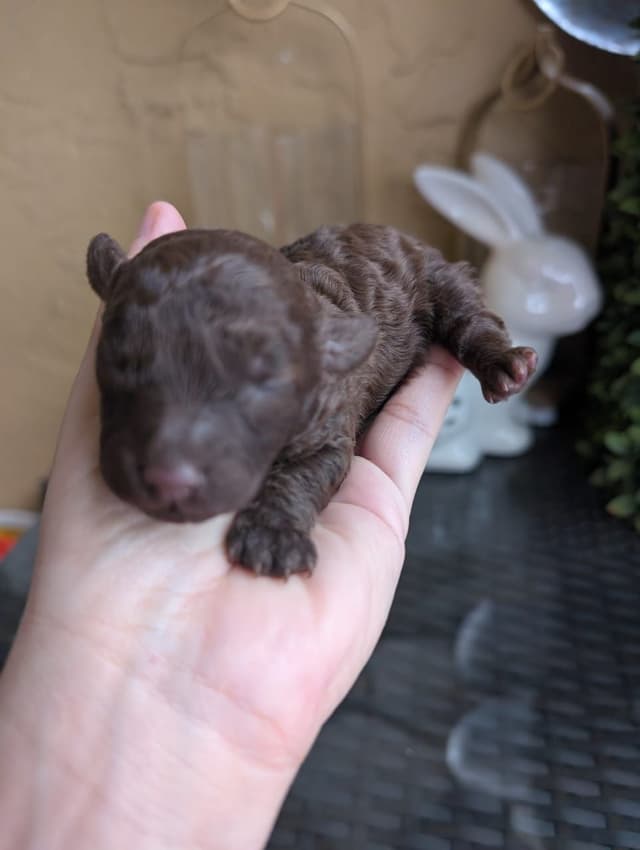 Poodle Puppies media 3