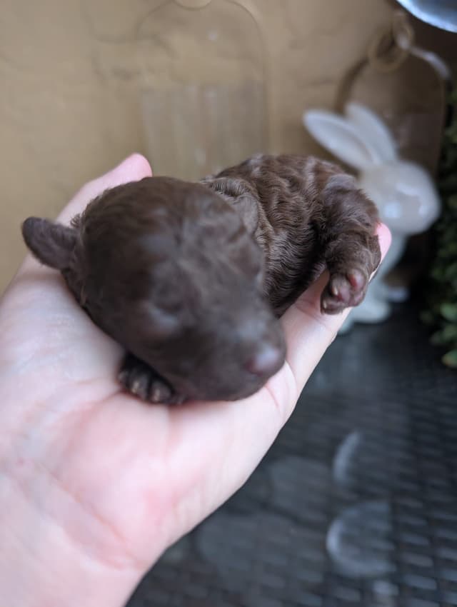 Poodle Puppies media 6