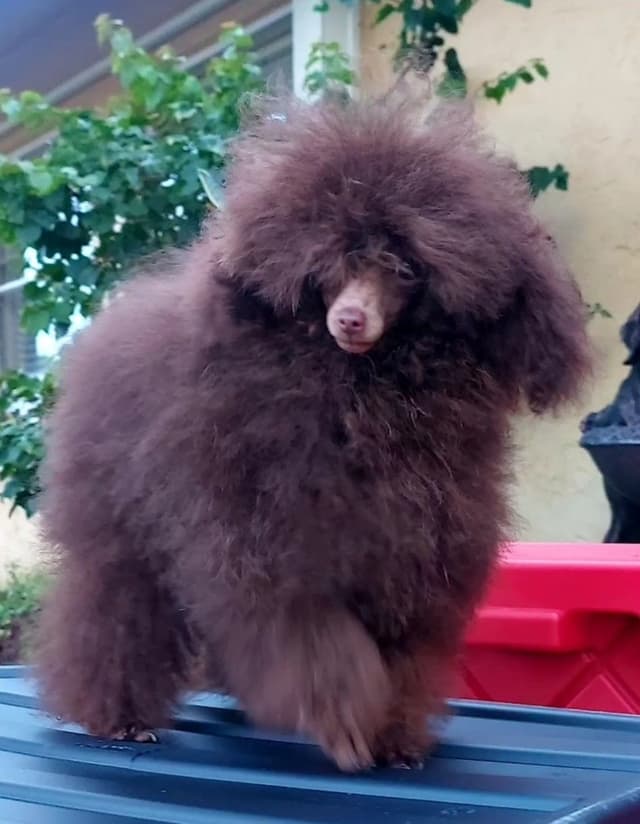 Poodle Puppies media 7