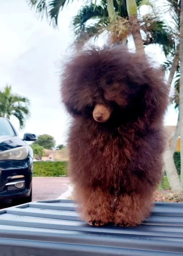 Poodle Puppies media 8
