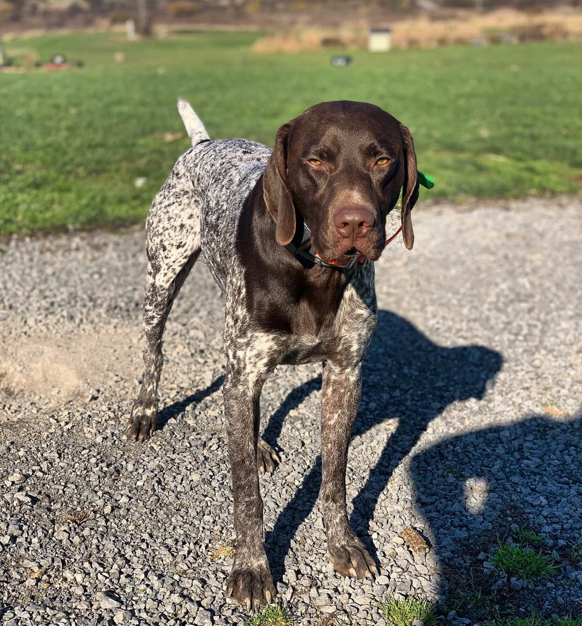 German Shorthaired Pointer Puppies breeder image 4