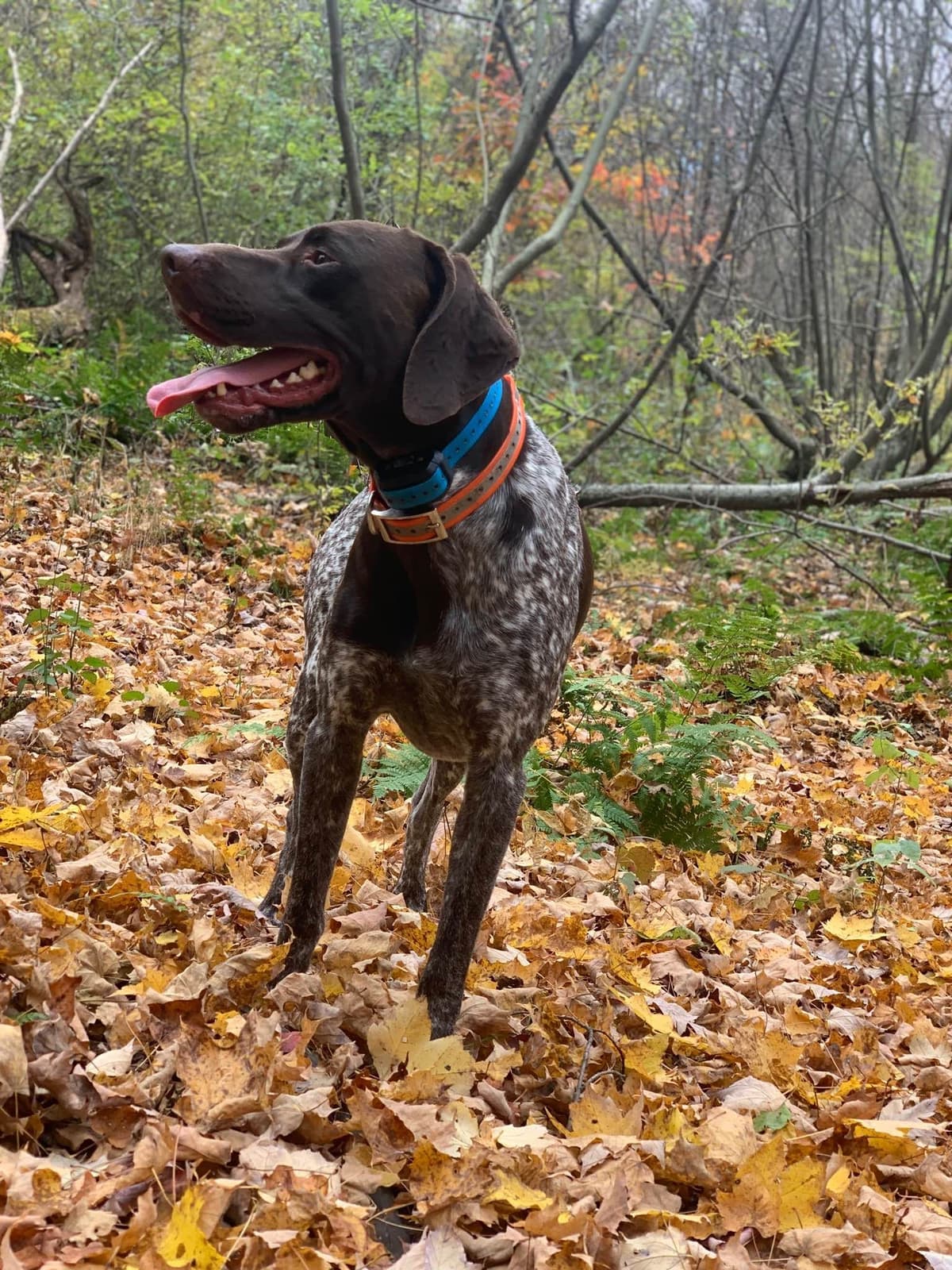 German Shorthaired Pointer Puppies breeder image 6