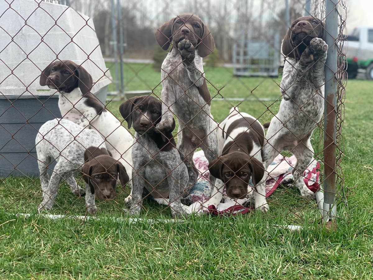 German Shorthaired Pointer Puppies breeder image 7