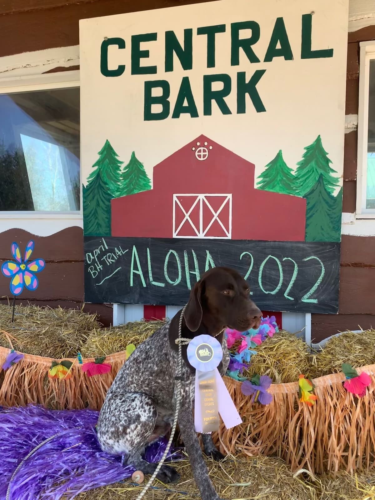 German Shorthaired Pointer Puppies breeder image 8