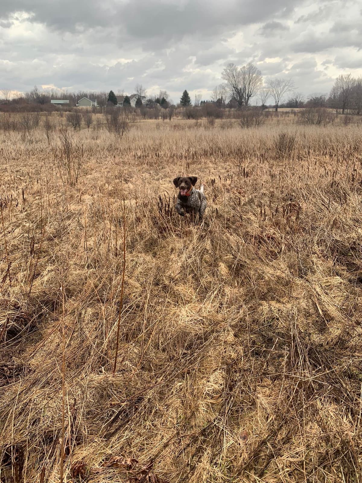 German Shorthaired Pointer Puppies breeder image 9