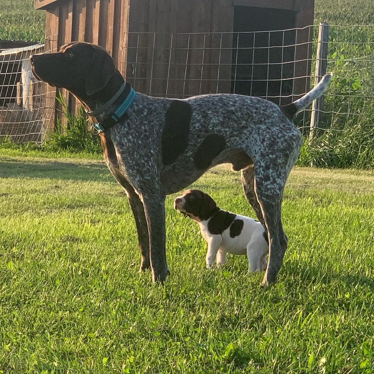 German Shorthaired Pointer Puppies breeder image 10