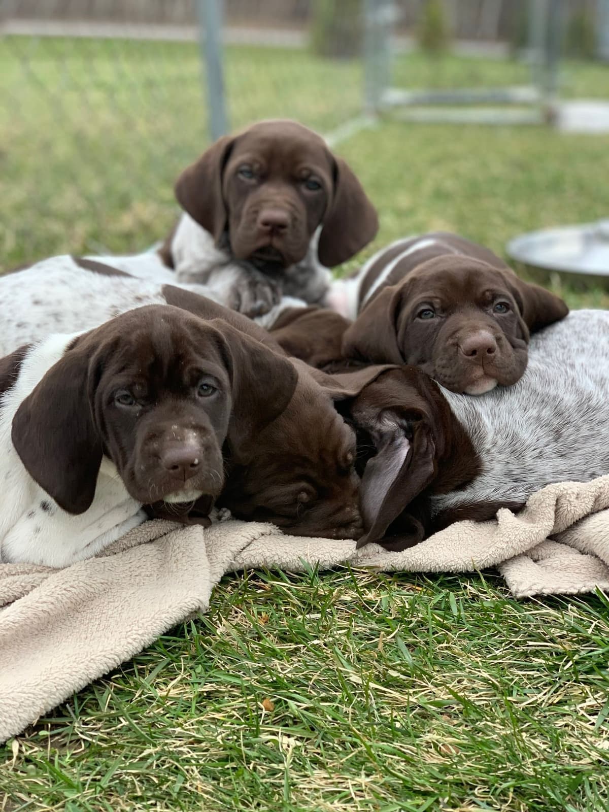 German Shorthaired Pointer Puppies breeder image 1