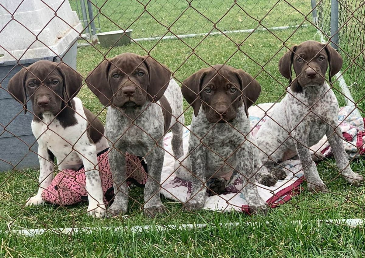 German Shorthaired Pointer Puppies breeder image 11