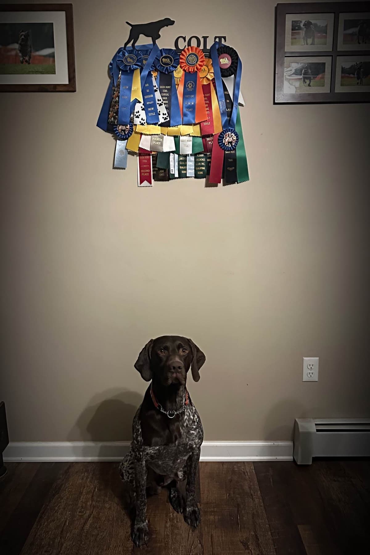 German Shorthaired Pointer Puppies breeder image 3