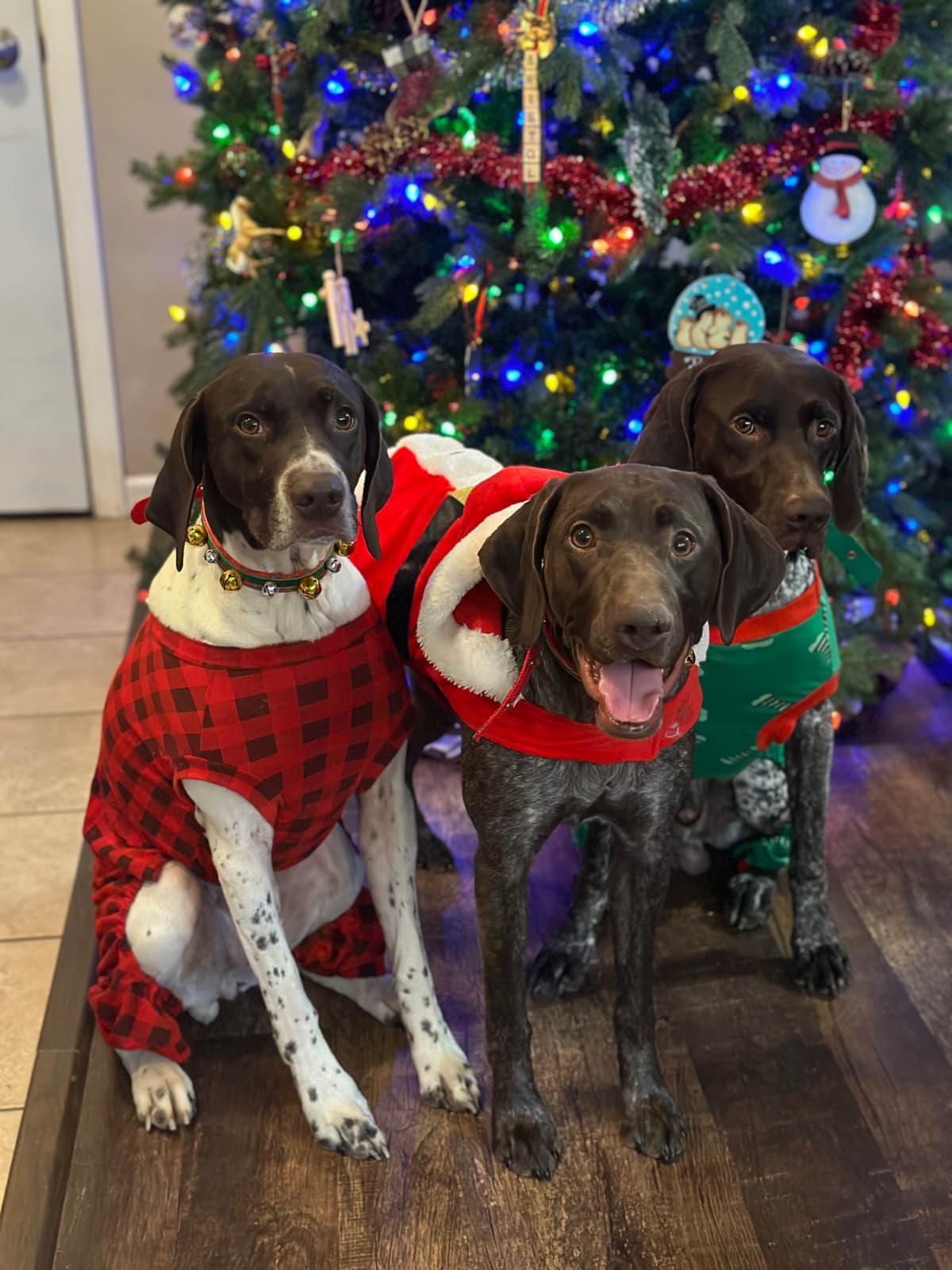 German Shorthaired Pointer Puppies breeder image 15