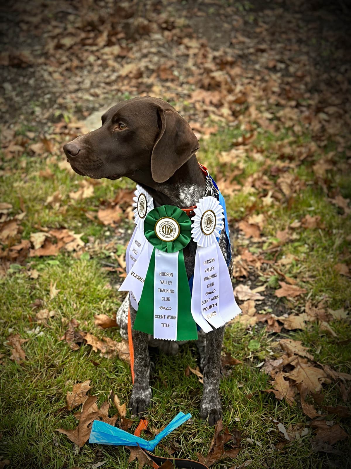 German Shorthaired Pointer Puppies breeder image 16