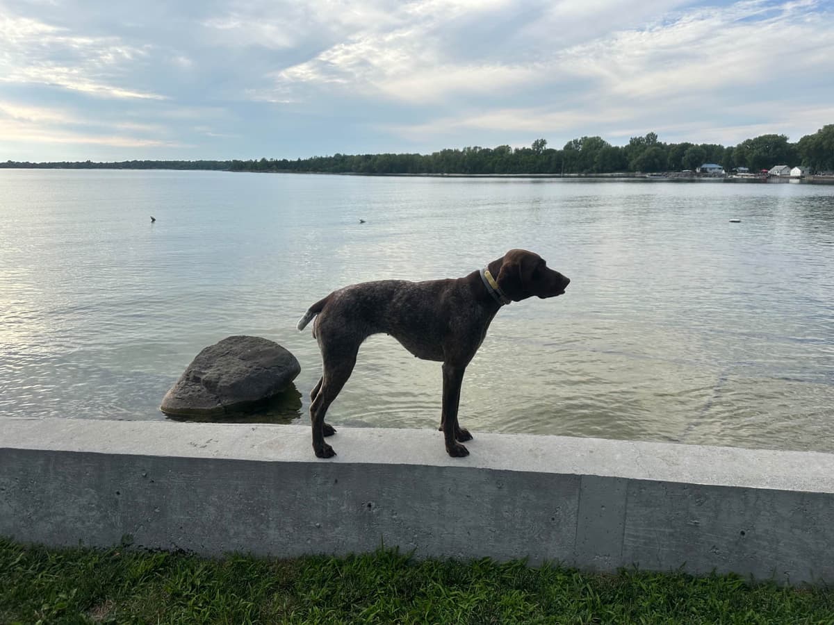 German Shorthaired Pointer Puppies breeder image 20