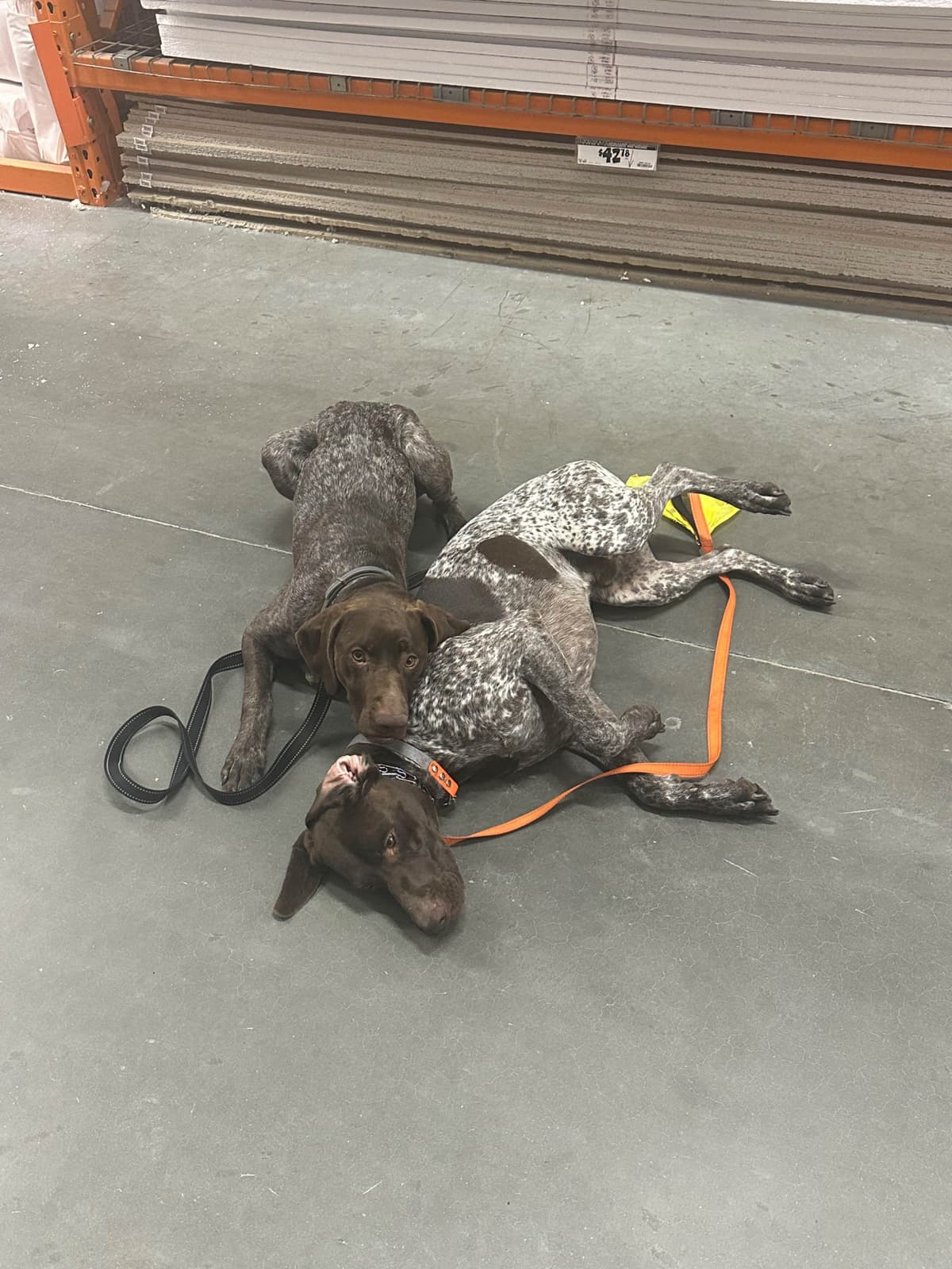 German Shorthaired Pointer Puppies breeder image 21
