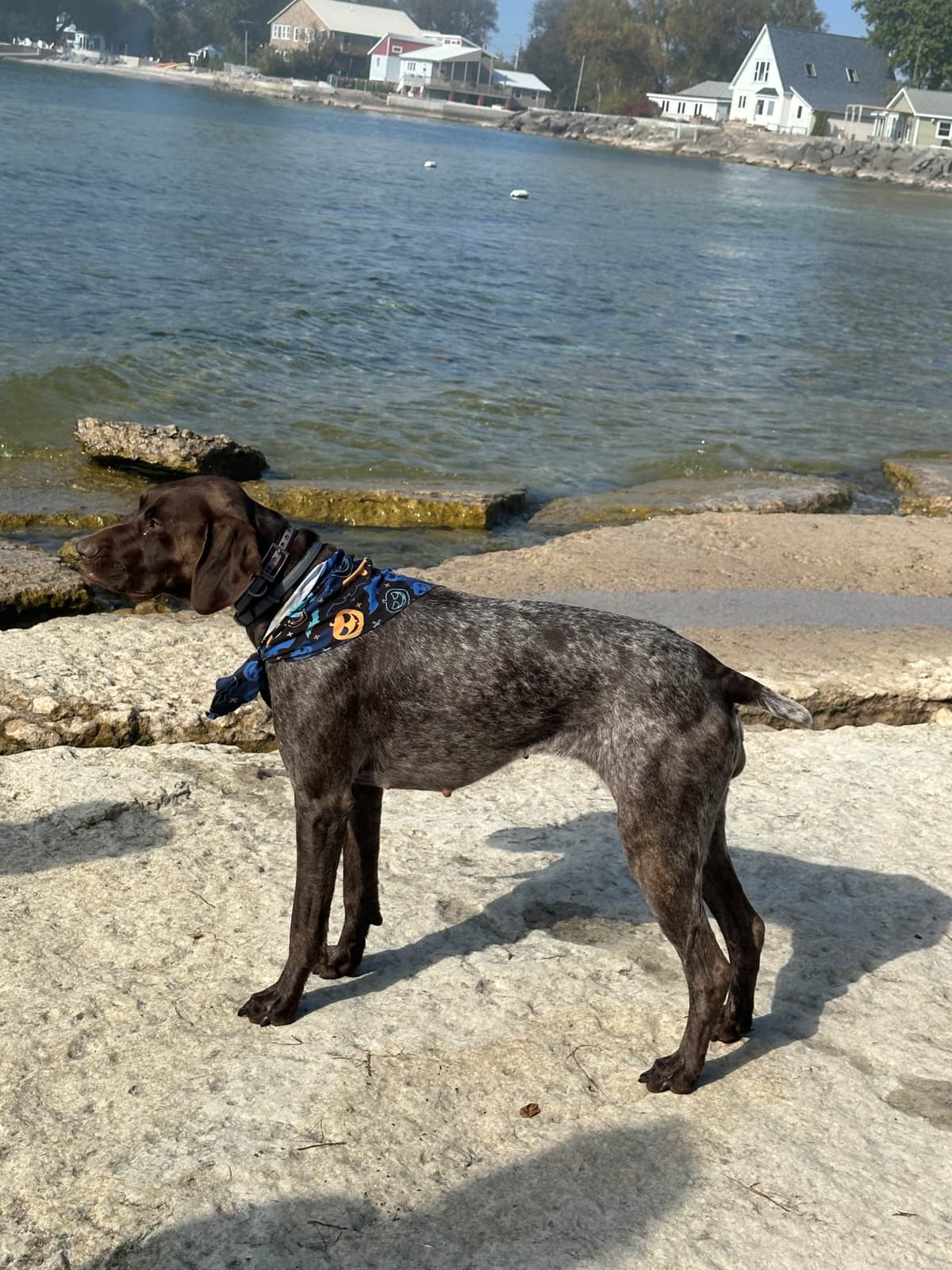 German Shorthaired Pointer Puppies breeder image 22