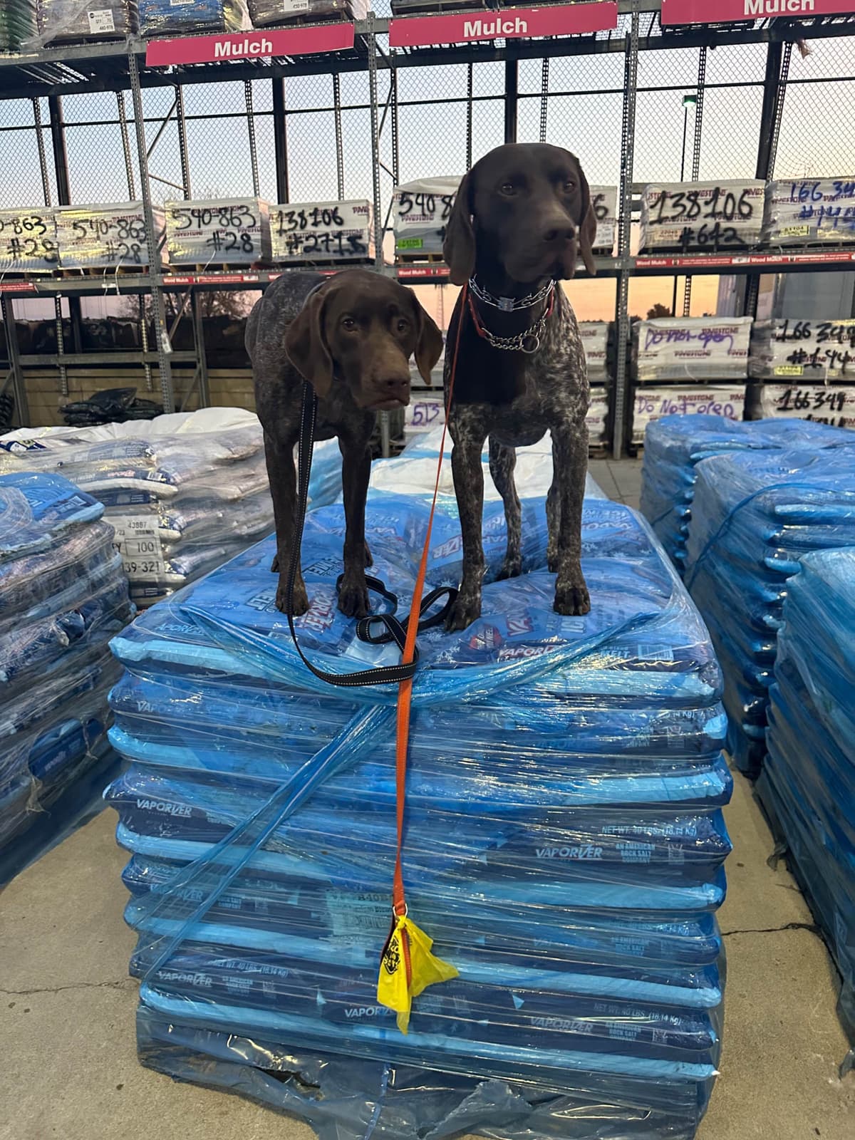 German Shorthaired Pointer Puppies breeder image 23