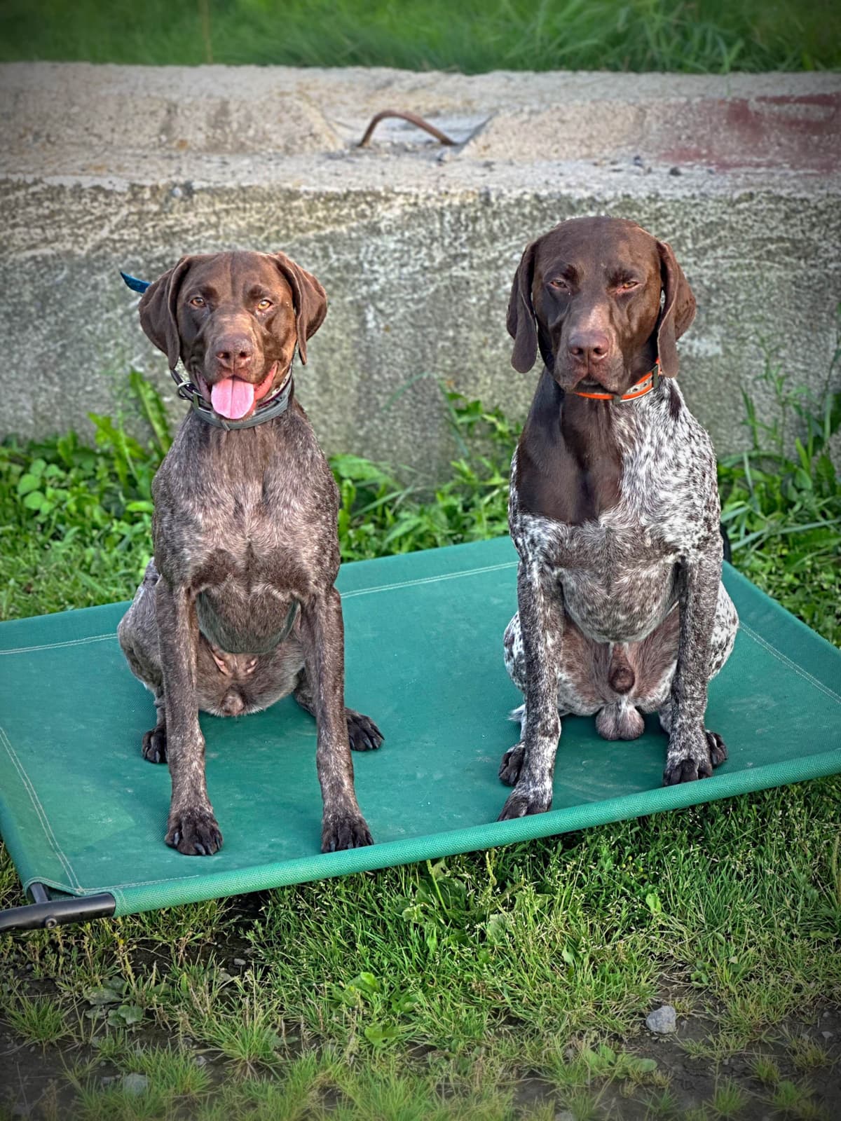 German Shorthaired Pointer Puppies breeder image 24