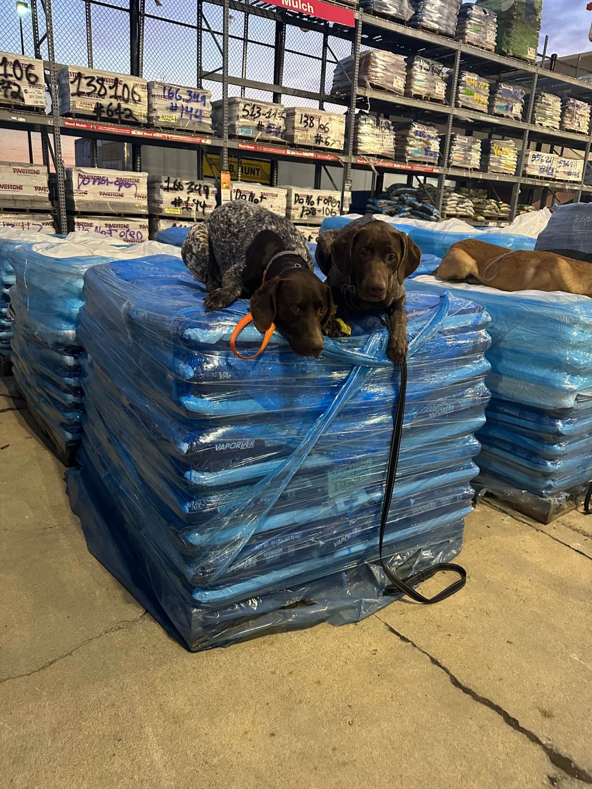 German Shorthaired Pointer Puppies breeder image 25