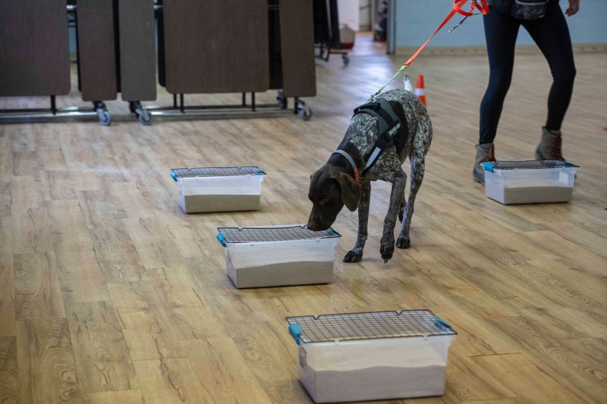 German Shorthaired Pointer Puppies breeder image 26