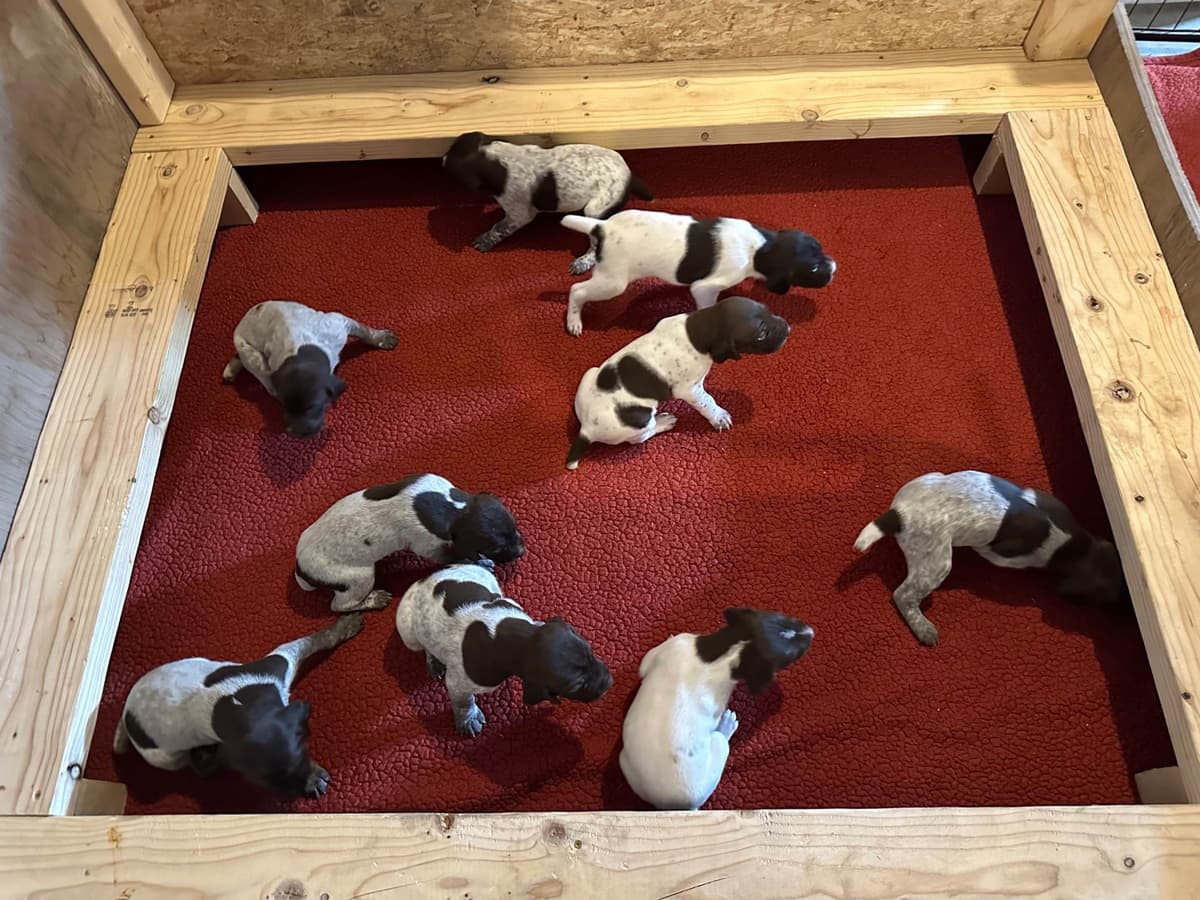 German Shorthaired Pointer Puppies breeder image 27