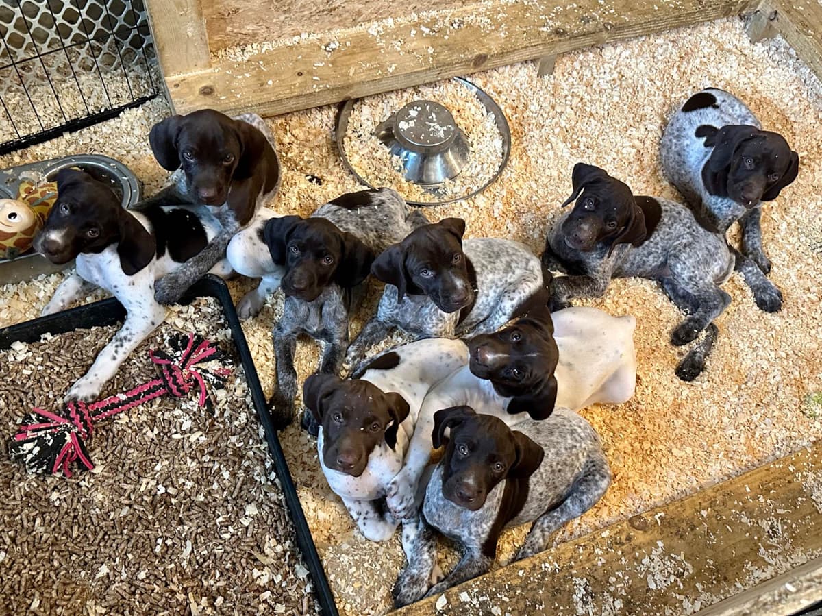 German Shorthaired Pointer Puppies breeder image 28