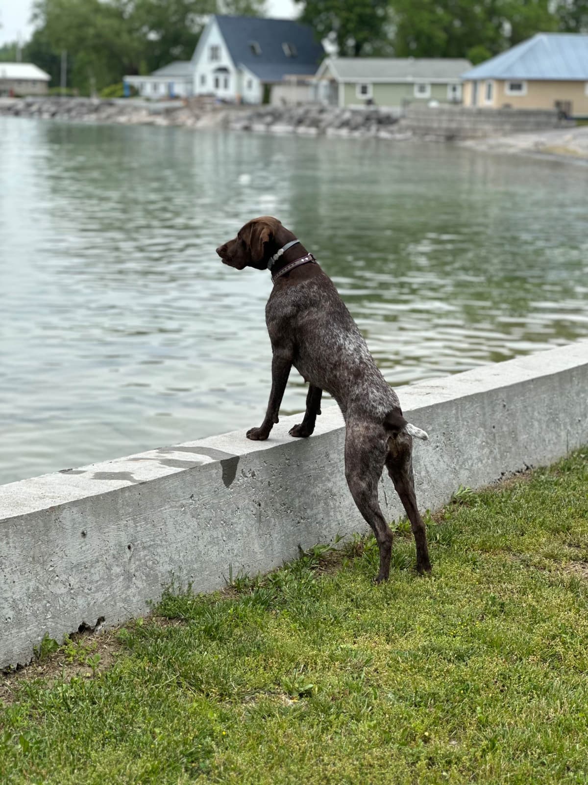 German Shorthaired Pointer Puppies breeder image 29