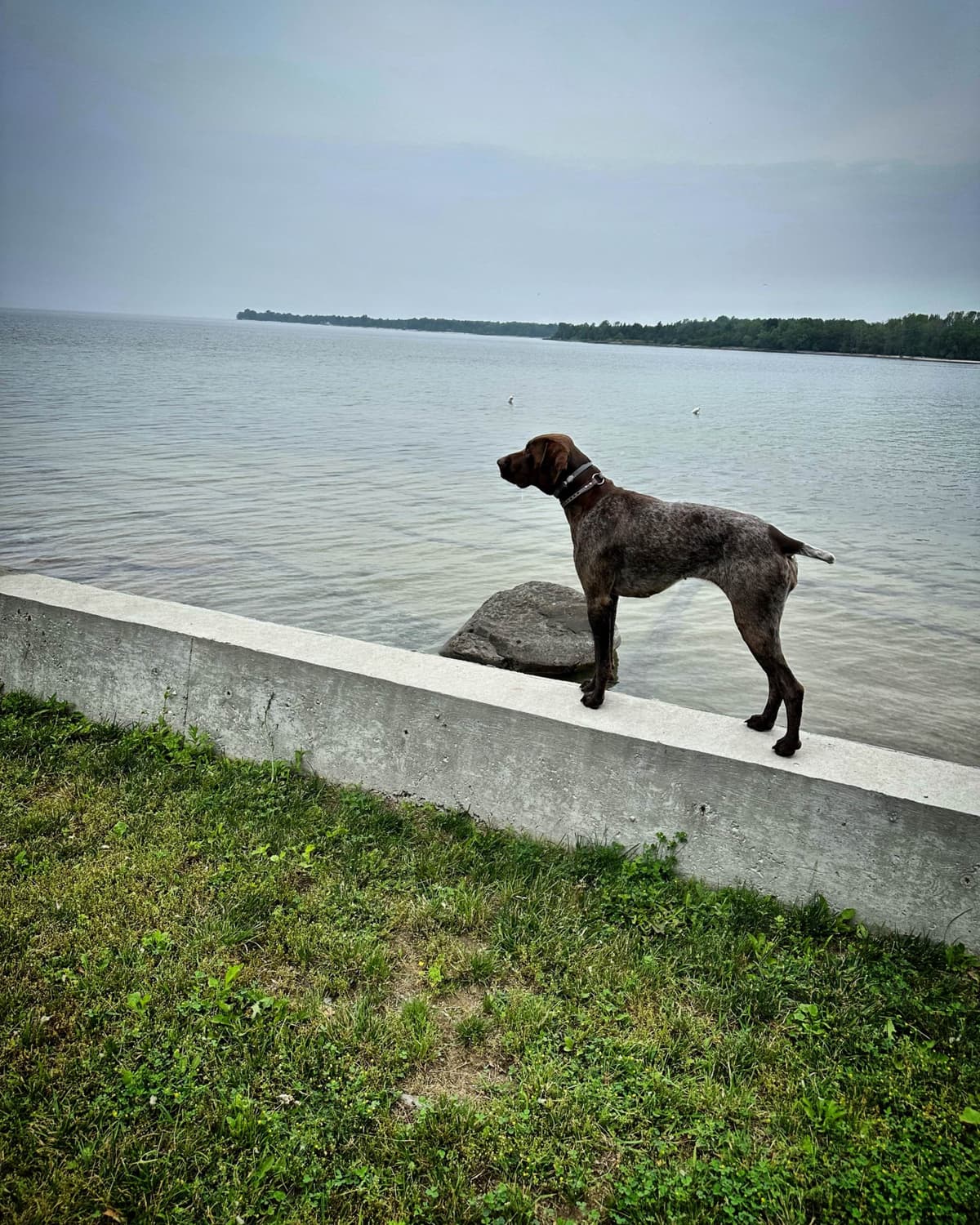 German Shorthaired Pointer Puppies breeder image 30