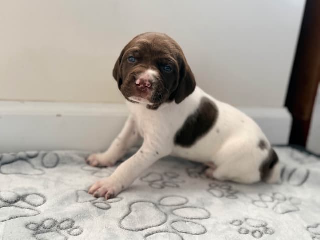 German Shorthaired Pointer Puppies media 2