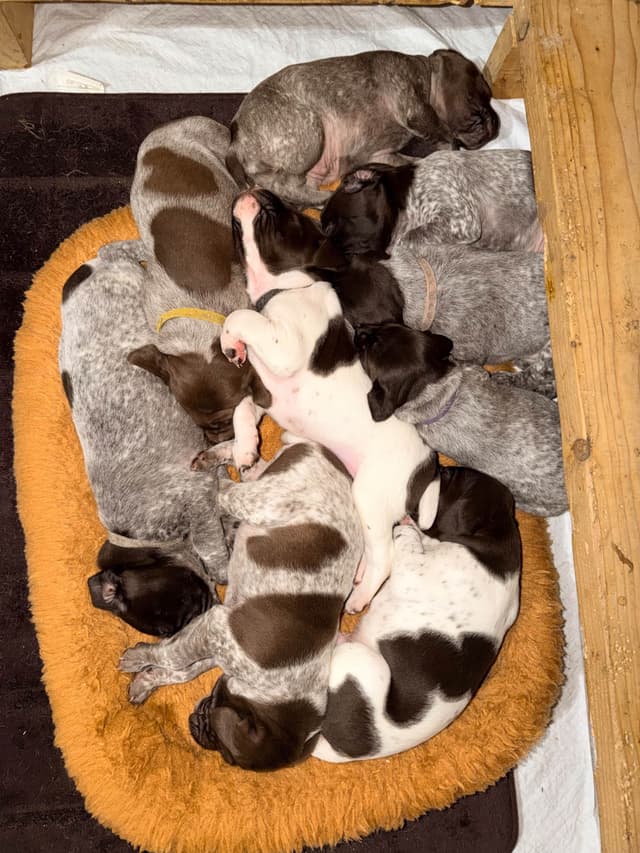 German Shorthaired Pointer Puppies media 3