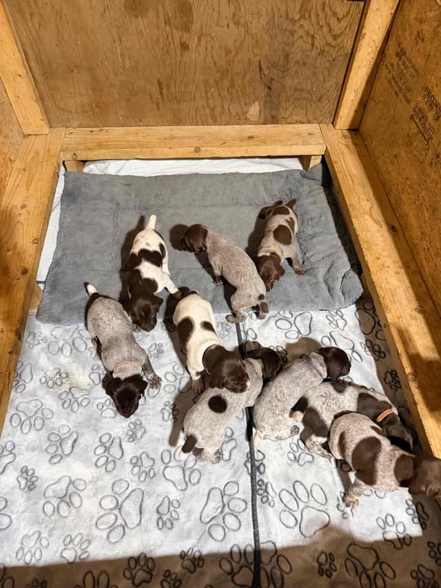 German Shorthaired Pointer Puppies media 4