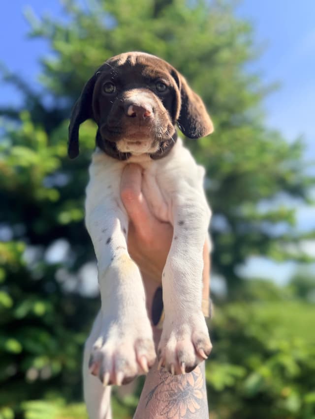 German Shorthaired Pointer Puppies media 5