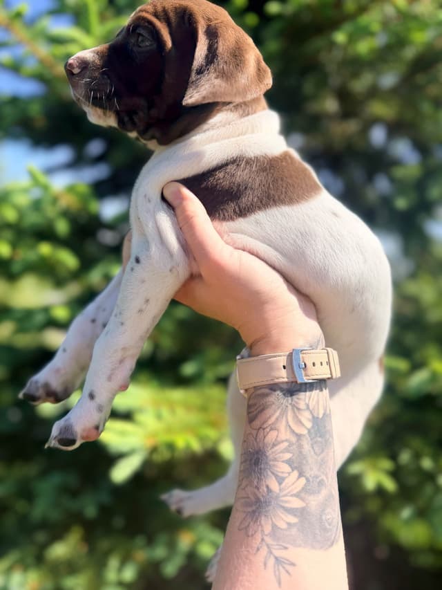 German Shorthaired Pointer Puppies media 6