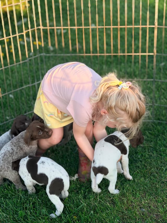 German Shorthaired Pointer Puppies media 7
