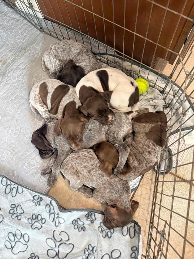 German Shorthaired Pointer Puppies media 8