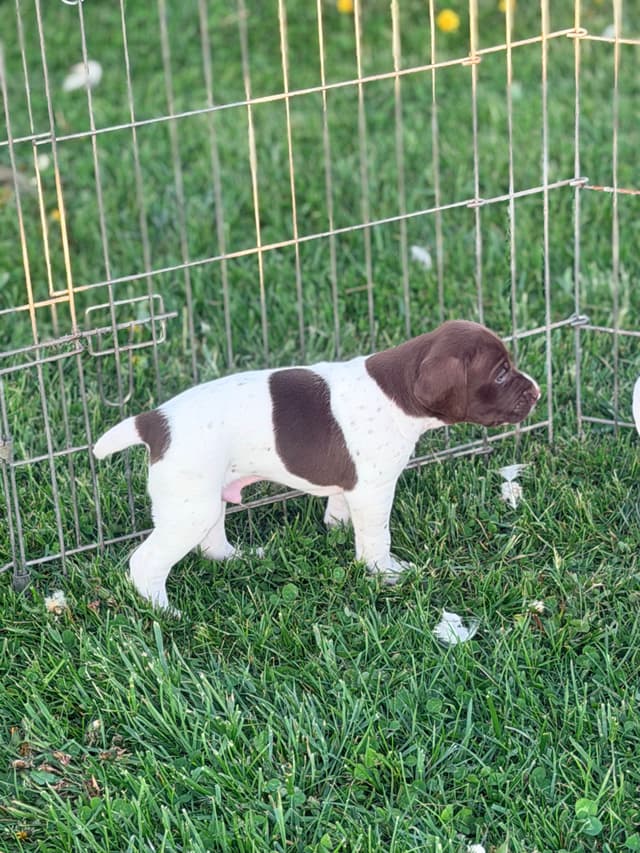 German Shorthaired Pointer Puppies media 9