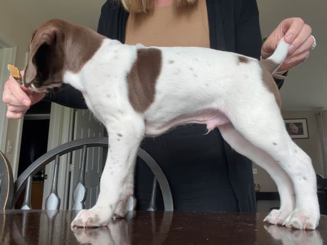 German Shorthaired Pointer Puppies media 10