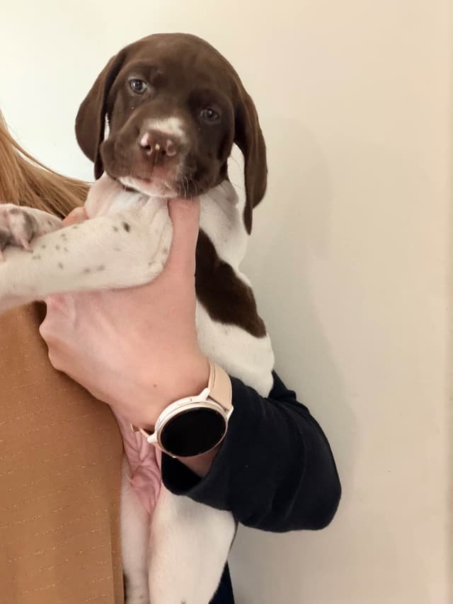 German Shorthaired Pointer Puppies media 11