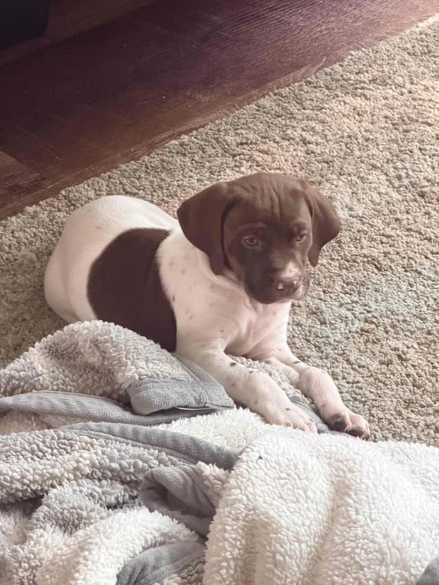 German Shorthaired Pointer Puppies media 12