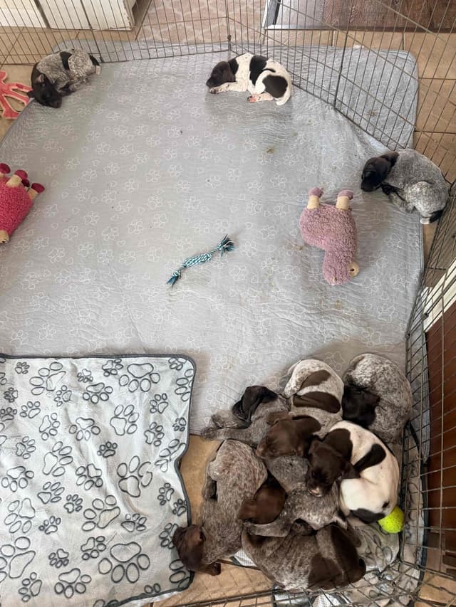 German Shorthaired Pointer Puppies media 13