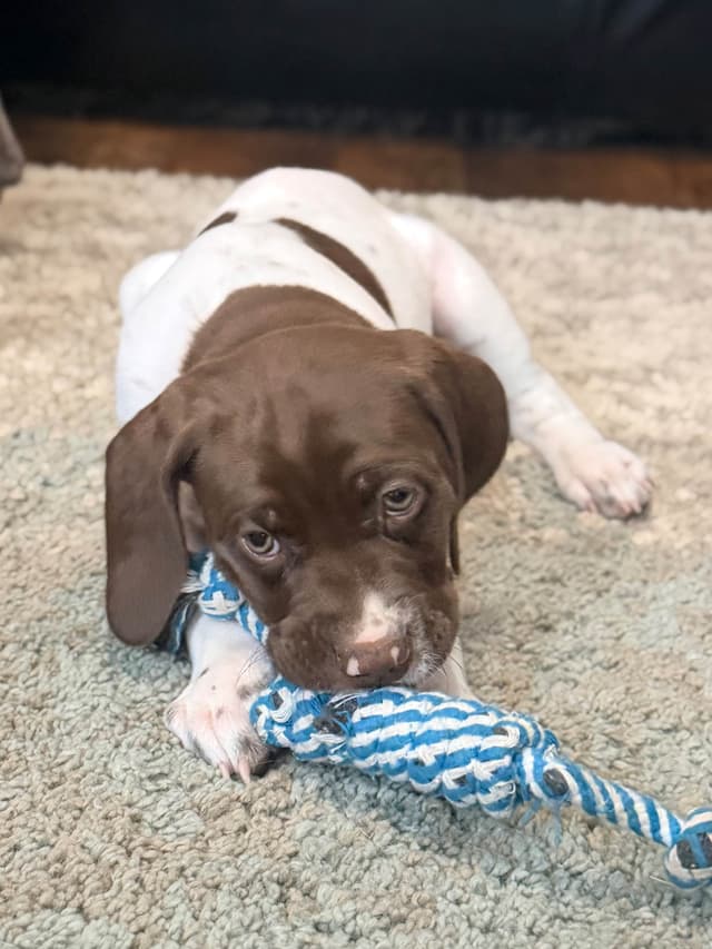 German Shorthaired Pointer Puppies media 14
