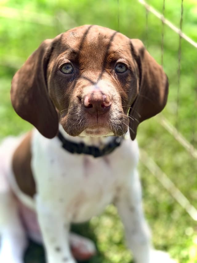 German Shorthaired Pointer Puppies media 15