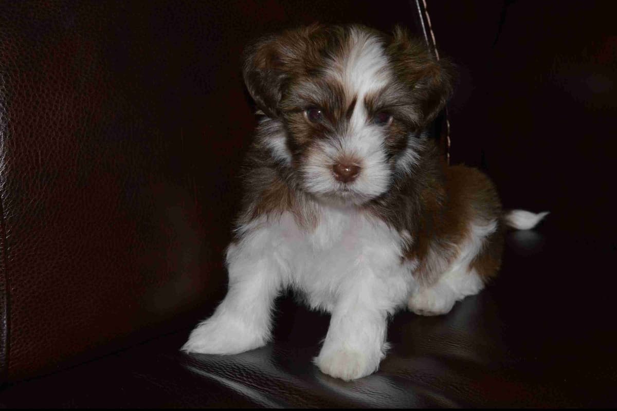 Havanese Puppies breeder image 1