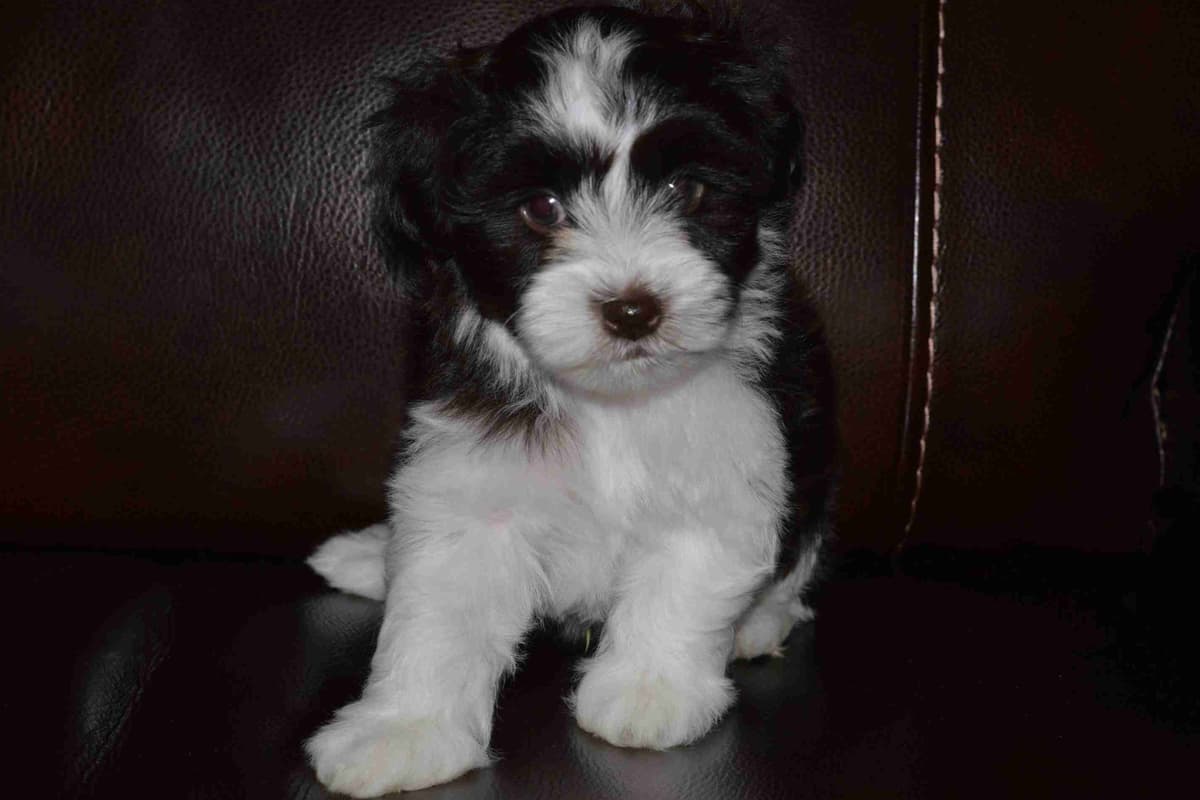 Havanese Puppies breeder image 3