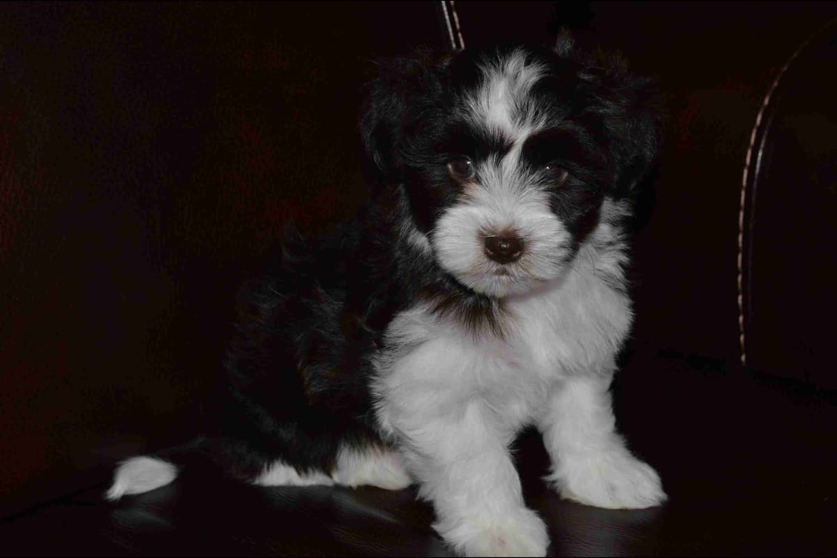 Havanese Puppies breeder image 7