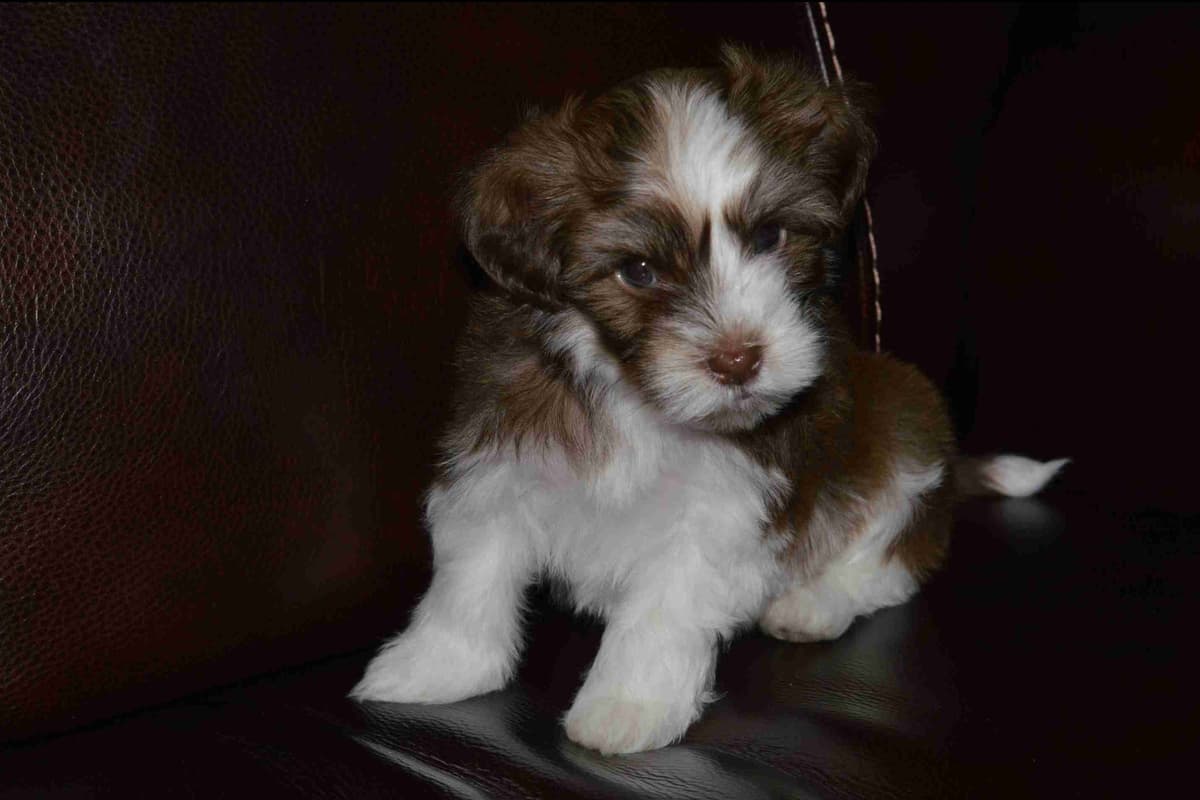 Havanese Puppies breeder image 8