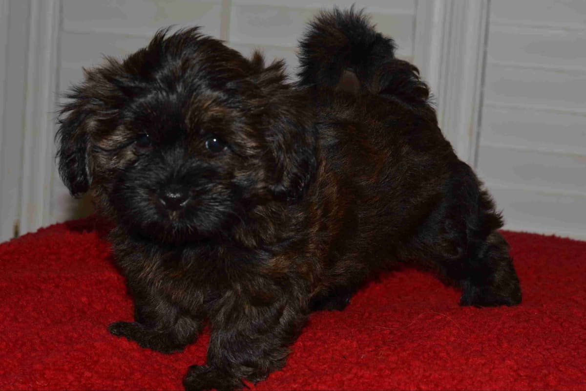 Havanese Puppies breeder image 2